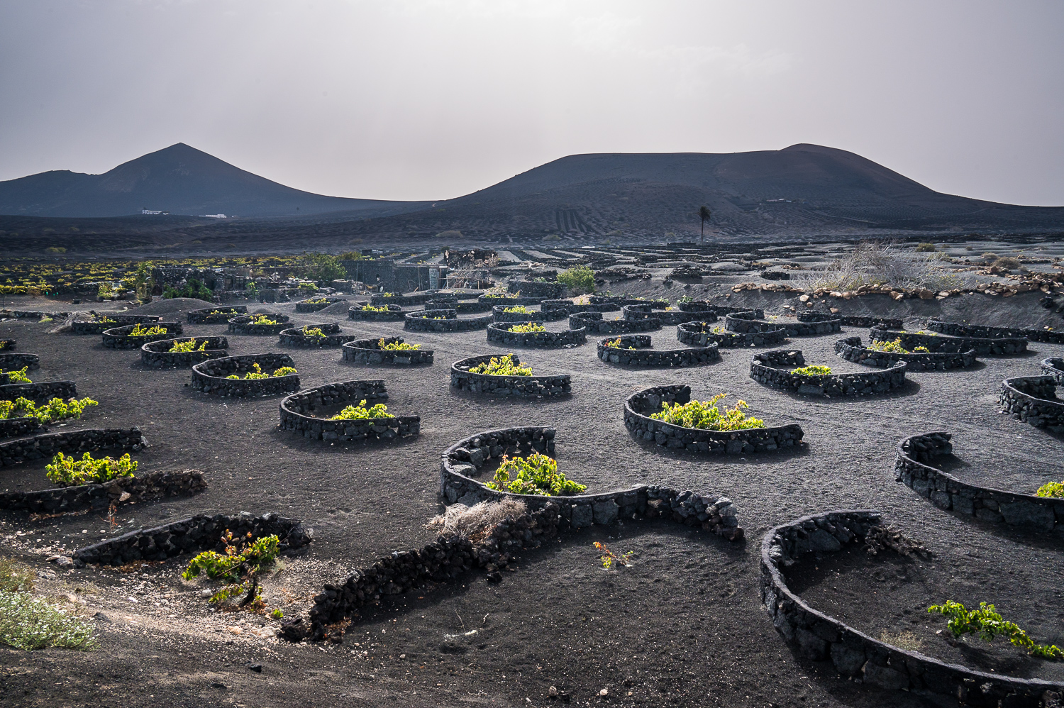 Région viticole de La Geria