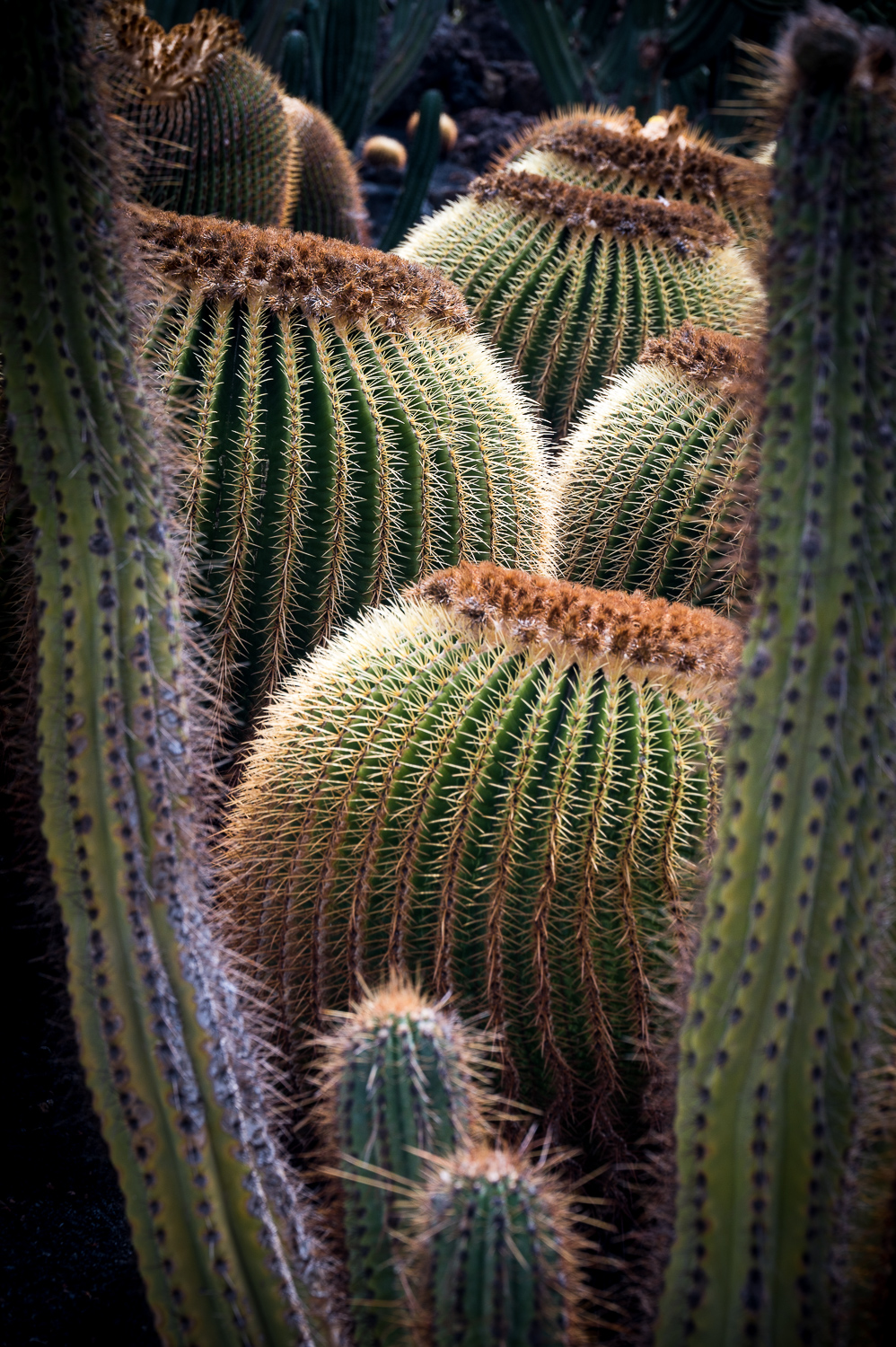 Jardin de Cactus