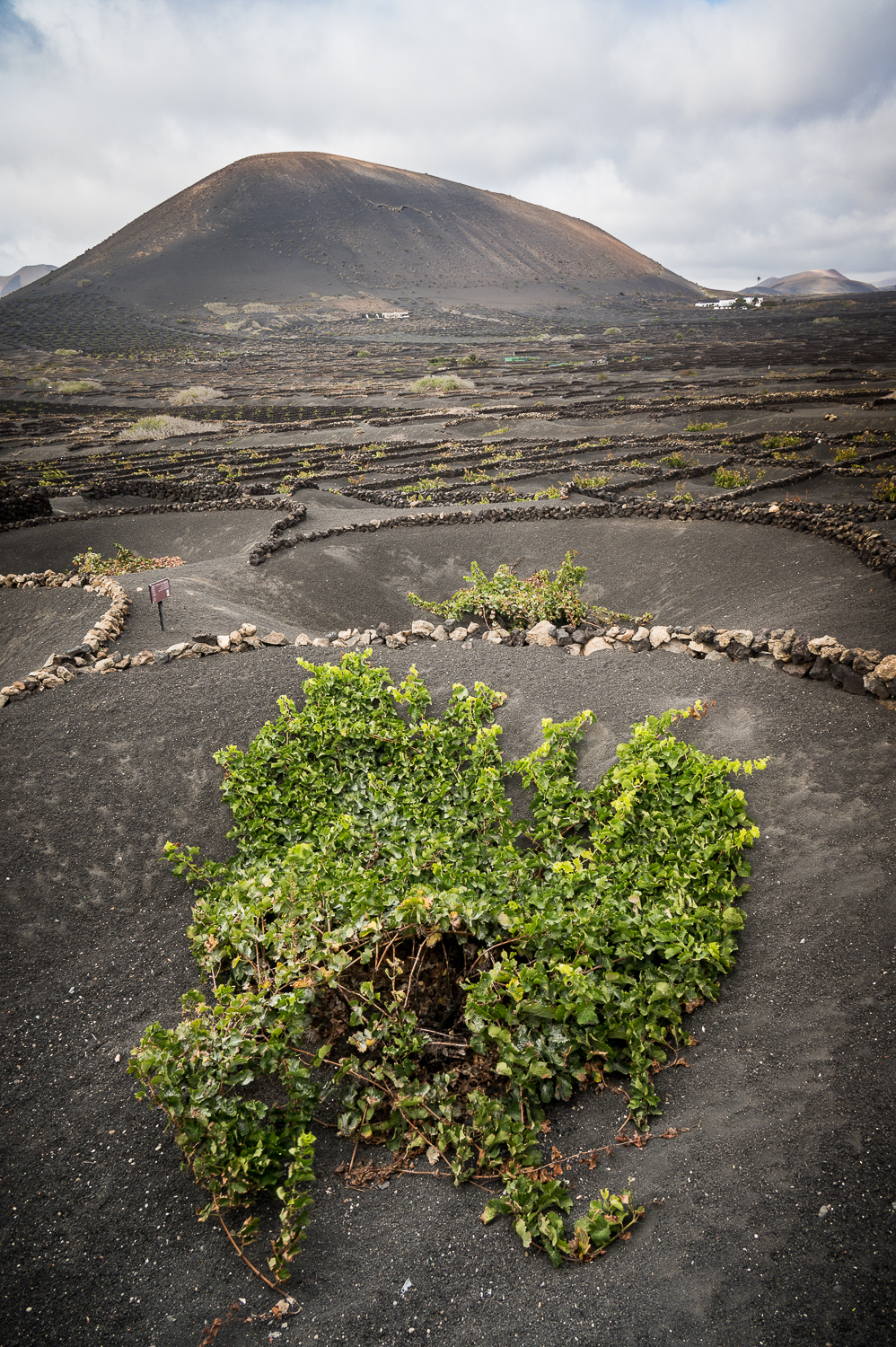 Région viticole de La Geria