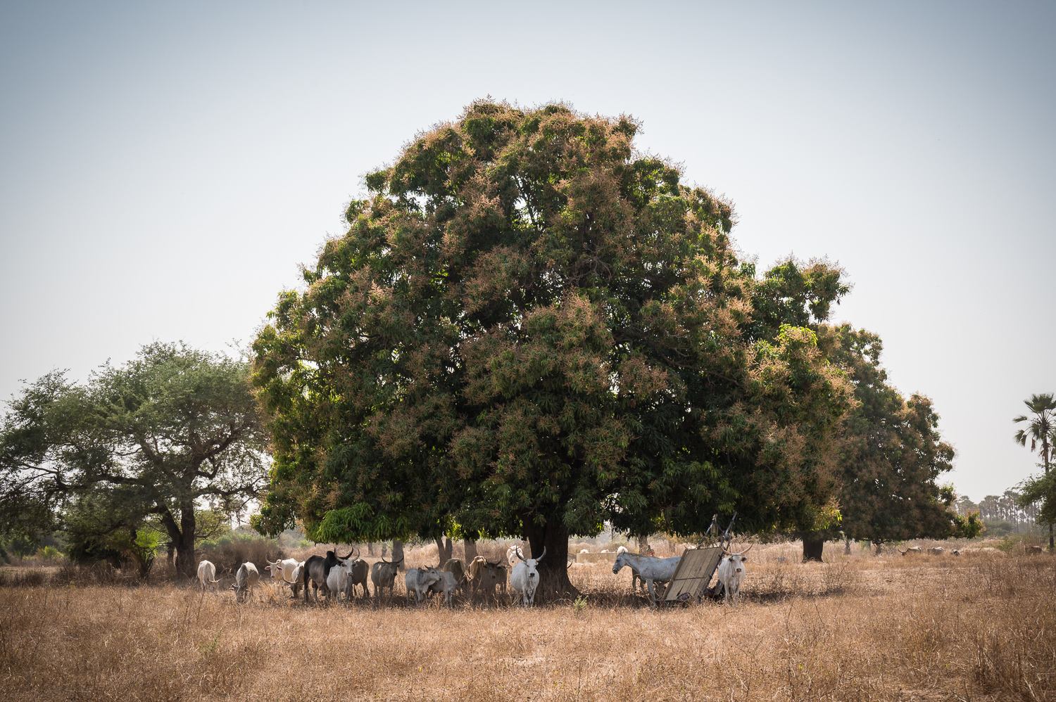 Forêt de Samba Dia