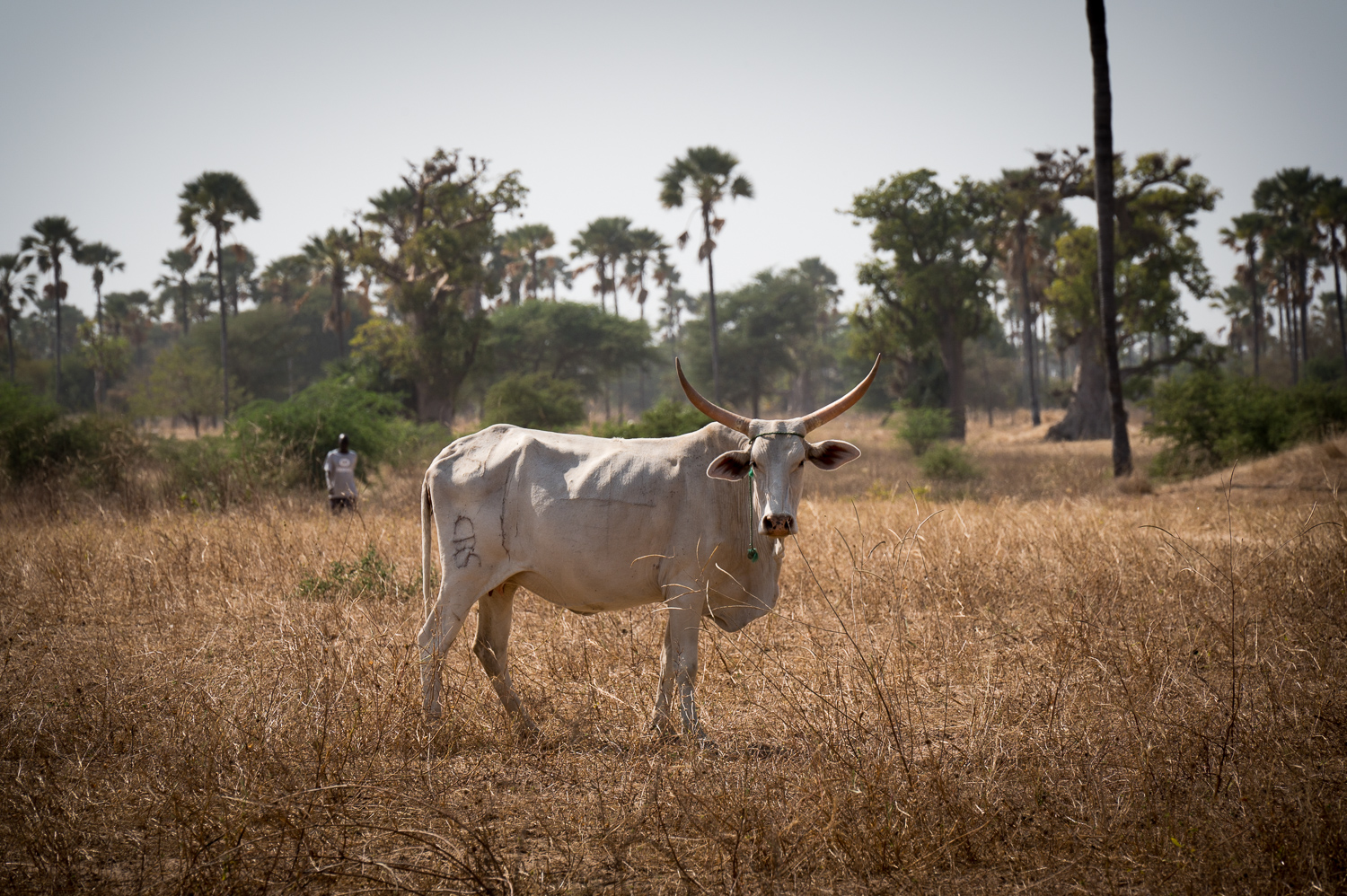 Zébu en forêt de Samba Dia