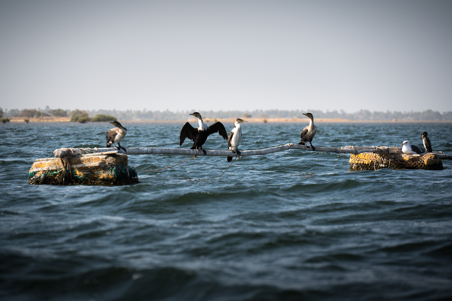 Cormorans dans le delta du Siné Saloum