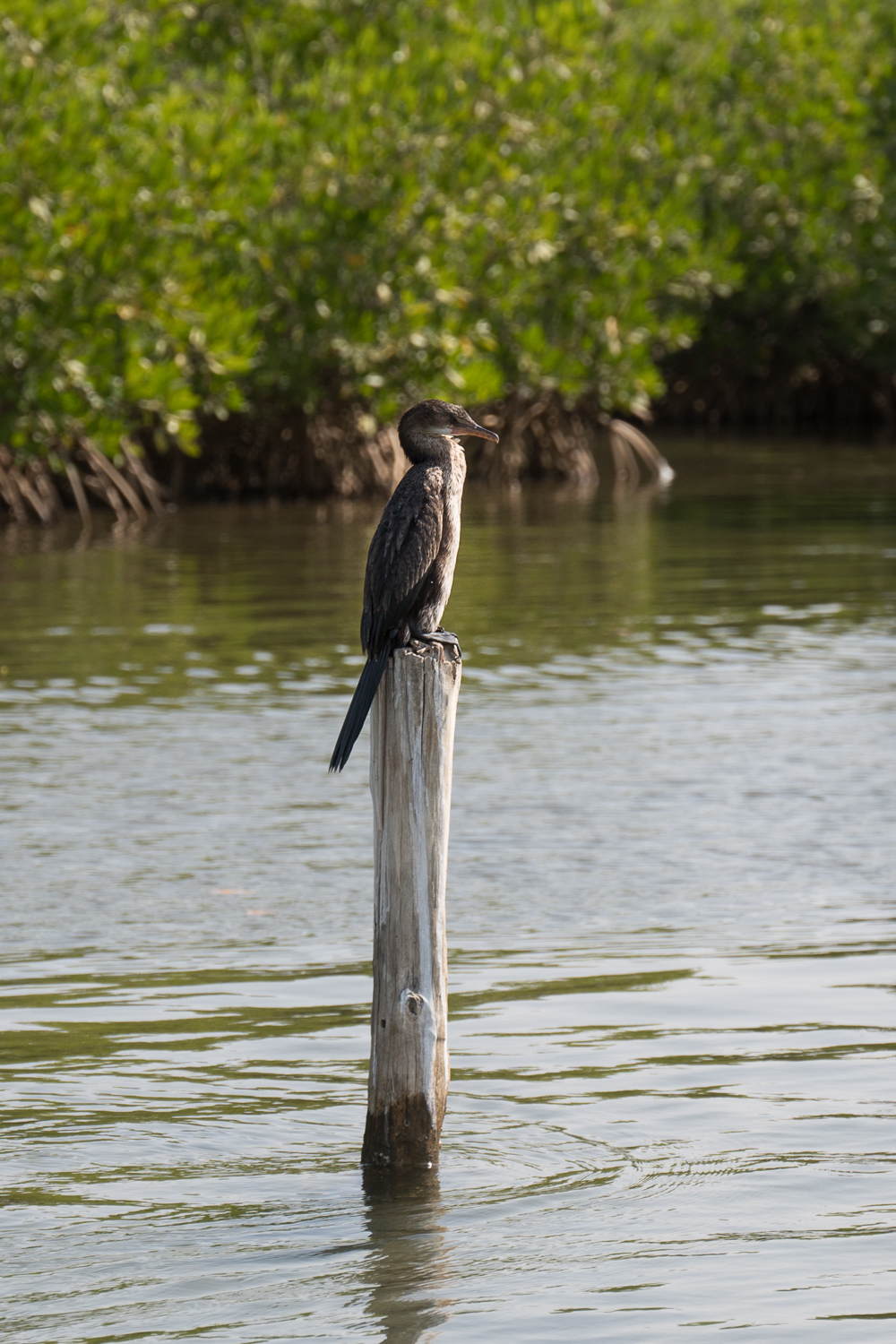 Cormoran dans le delta du Siné Saloum