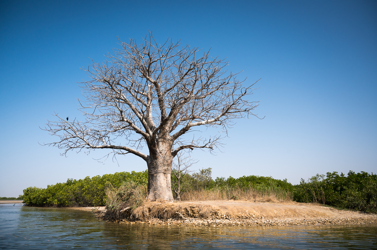 Baobab dans le delta du Siné Saloum