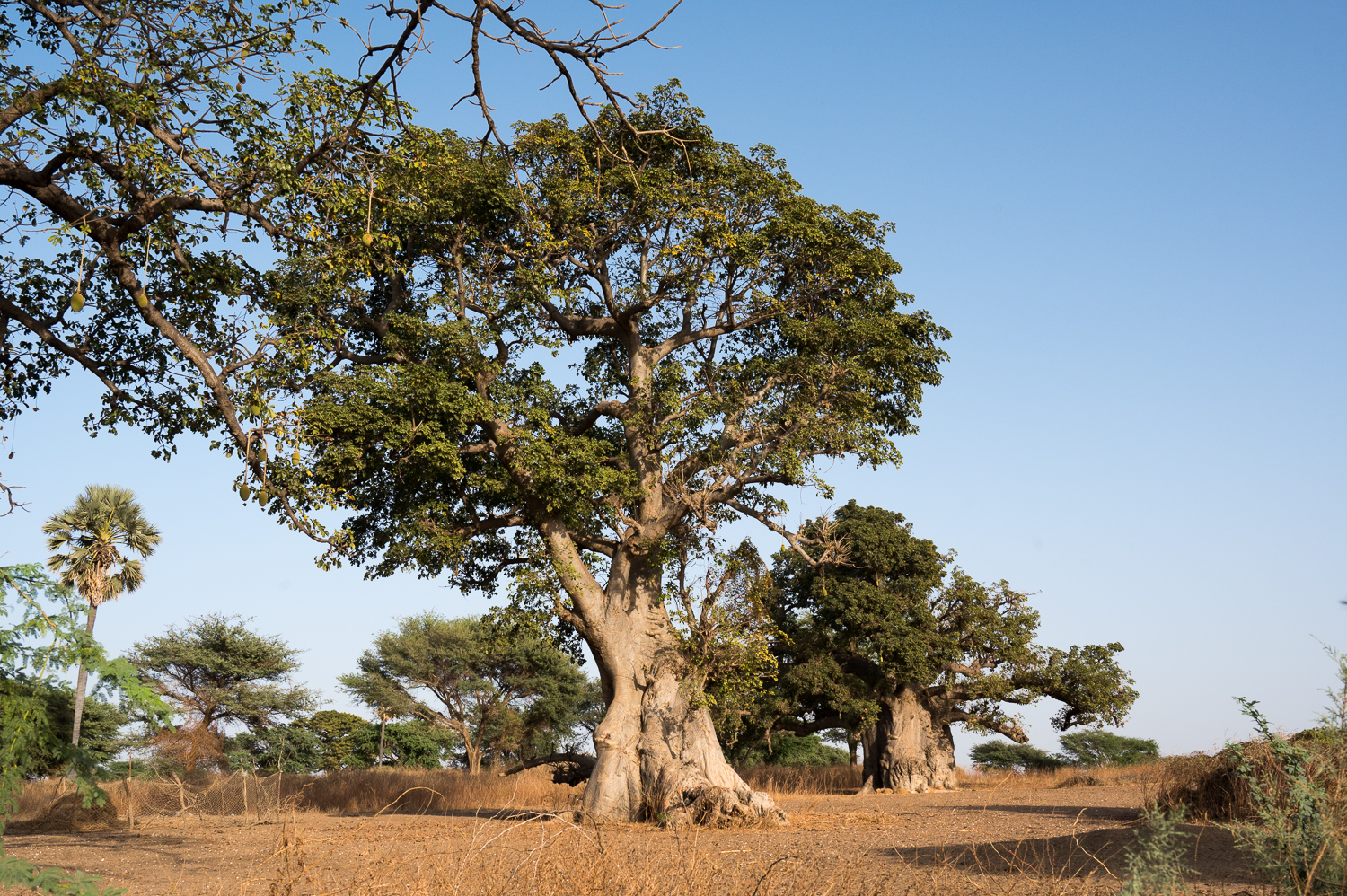 Baobabs magestueux au village de Mar Lodj