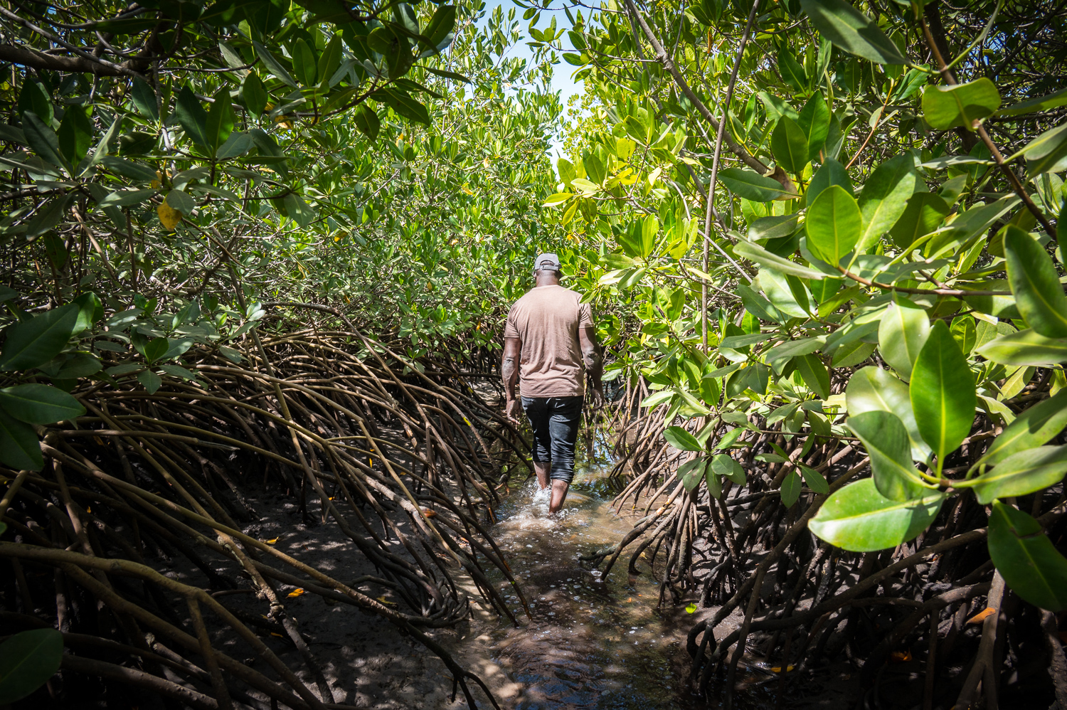 Dans la mangrove