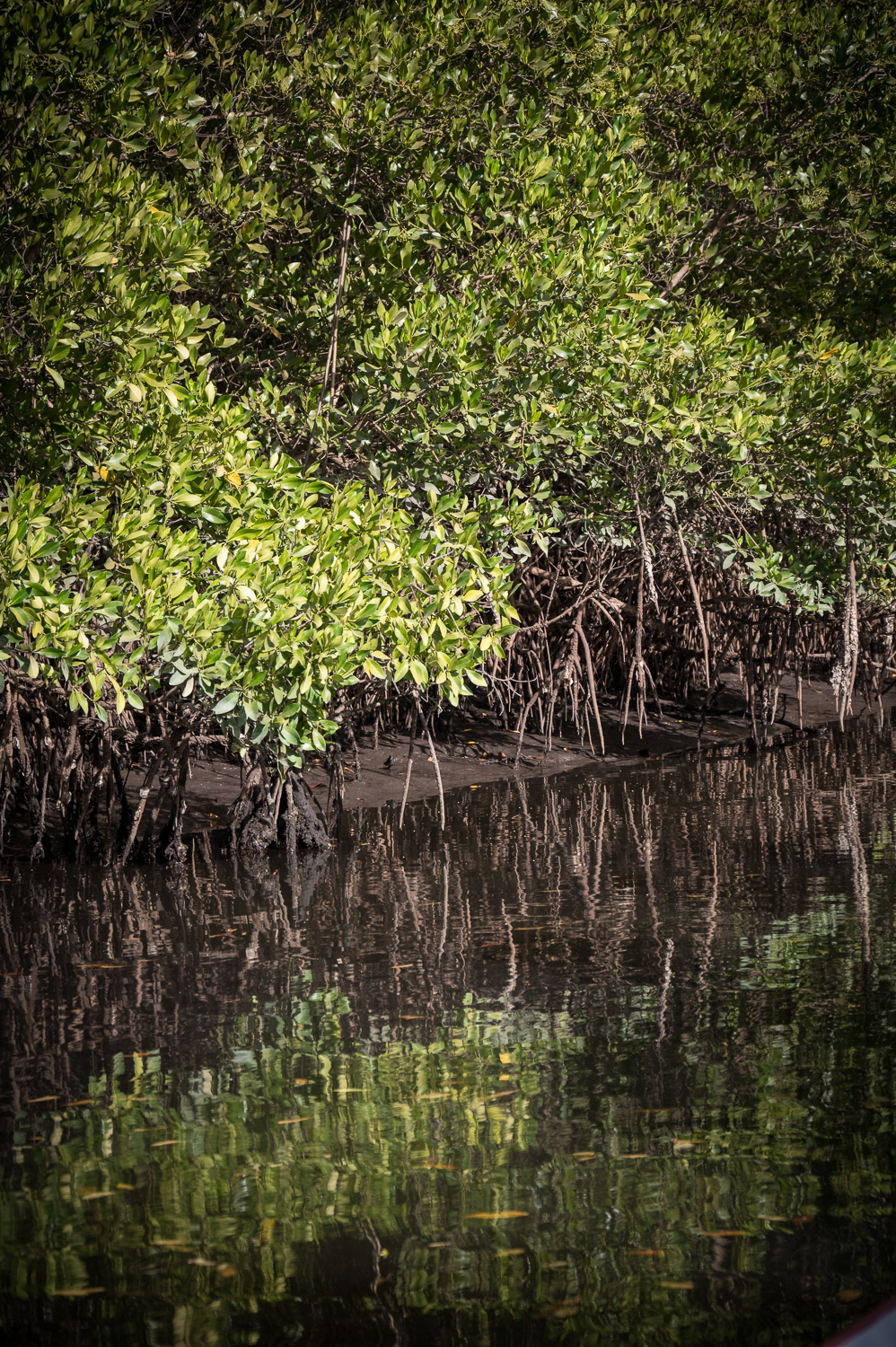 Mangrove dans le Delta du Siné Saloum