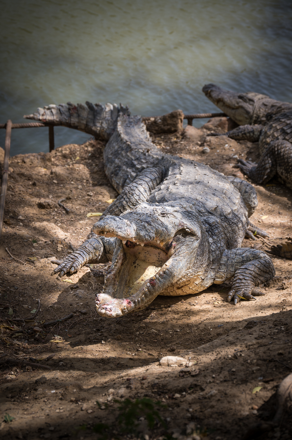Crocodile dans la Réserve de Bandia