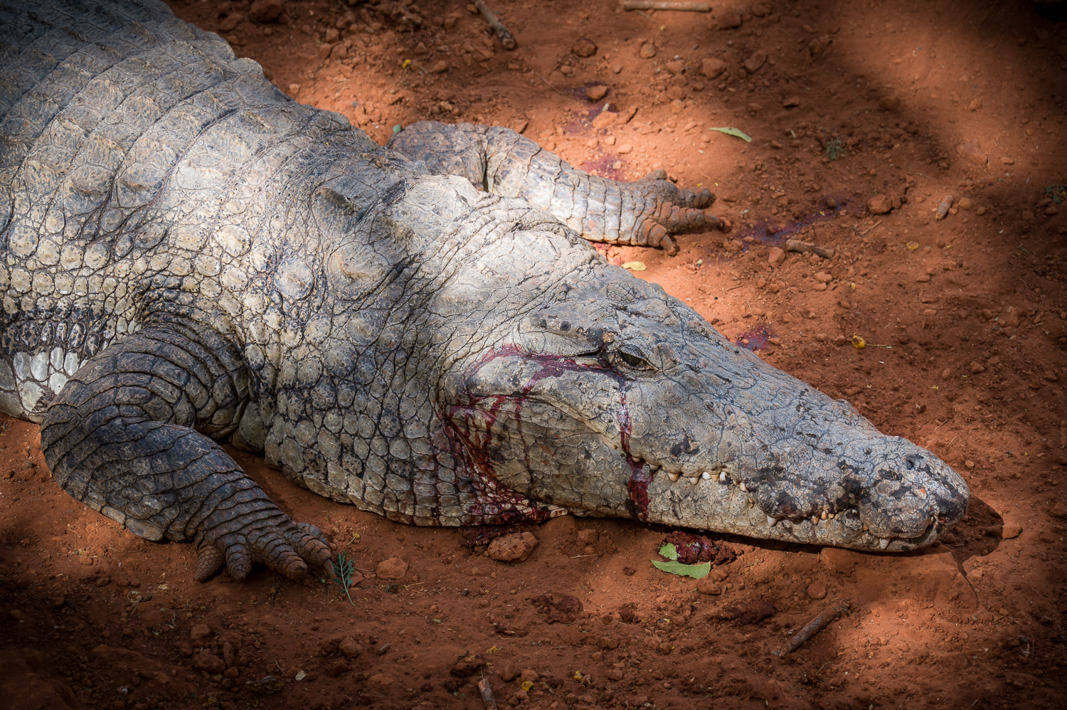 Crocodile dans la Réserve de Bandia après avoir dévoré un touriste trop curieux!
