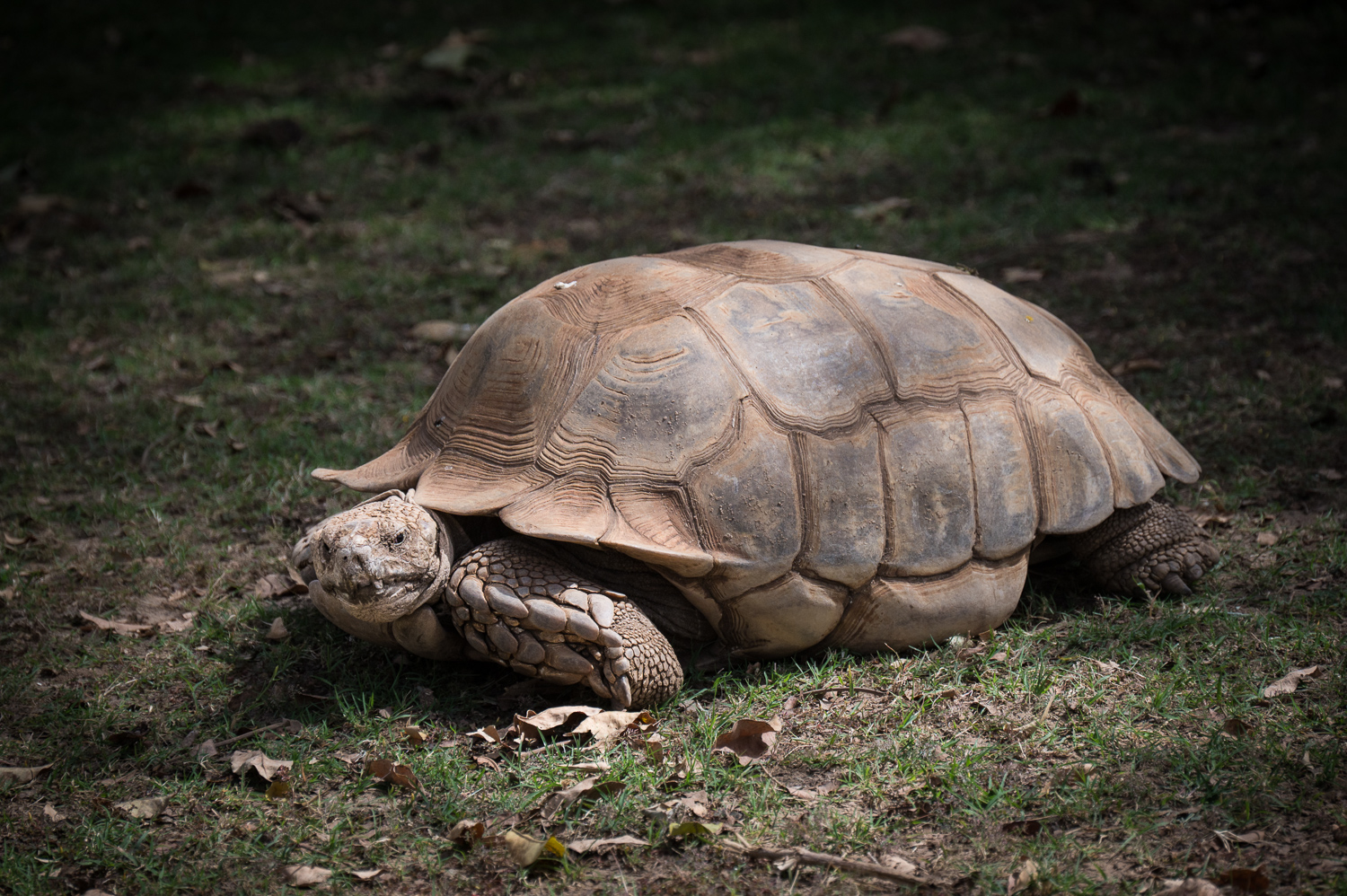 Tortue terrestre dans la Réserve de Bandia